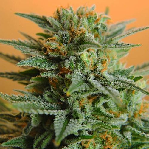 Nirvana seeds Papaya semienka konopy